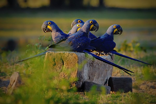 Ara hyacintový (Anodorhynchus hyacinthinus), Ara hyacintový (Anodorhynchus hyacinthinus) Hyacinth Macaw, Autor: Ondřej Prosický | NaturePhoto.cz, Model: Canon EOS-1D Mark III, Objektiv: Canon EF 500mm f/4 L IS USM, Ohnisková vzdálenost (EQ35mm): 650 mm, stativ Gitzo, Clona: 10, Doba expozice: 1/320 s, ISO: 800, Kompenzace expozice: -1, Blesk: Ne, 14. září 2011 17:03:27, Barranco Alto, Pantanal (Brazílie) 