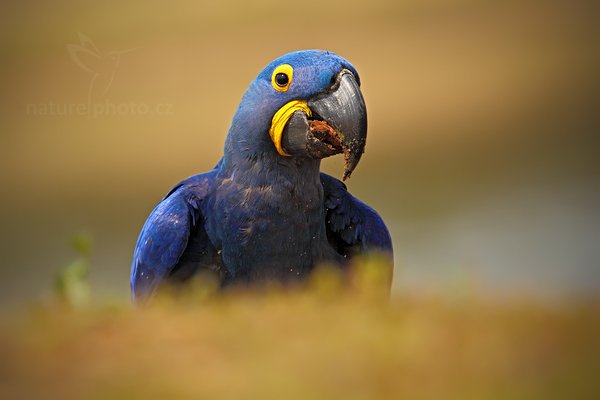 Ara hyacintový (Anodorhynchus hyacinthinus), Ara hyacintový (Anodorhynchus hyacinthinus) Hyacinth Macaw, Autor: Ondřej Prosický | NaturePhoto.cz, Model: Canon EOS 5D Mark II, Objektiv: Canon EF 500mm f/4 L IS USM, Ohnisková vzdálenost (EQ35mm): 500 mm, stativ Gitzo, Clona: 6.3, Doba expozice: 1/1250 s, ISO: 250, Kompenzace expozice: -2/3, Blesk: Ne, 6. září 2011 10:31:53, Barranco Alto, Pantanal (Brazílie) 