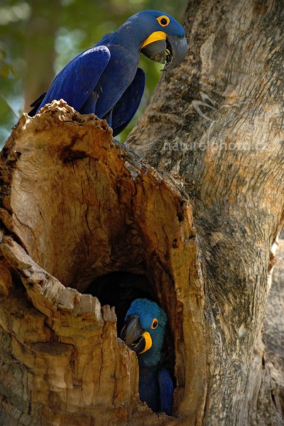 Ara hyacintový (Anodorhynchus hyacinthinus), Ara hyacintový (Anodorhynchus hyacinthinus) Hyacinth Macaw, Autor: Ondřej Prosický | NaturePhoto.cz, Model: Canon EOS-1D Mark III, Objektiv: Canon EF 500mm f/4 L IS USM, Ohnisková vzdálenost (EQ35mm): 650 mm, stativ Gitzo, Clona: 6.3, Doba expozice: 1/125 s, ISO: 250, Kompenzace expozice: -1/3, Blesk: Ne, 7. září 2011 11:23:39, Barranco Alto, Pantanal (Brazílie) 