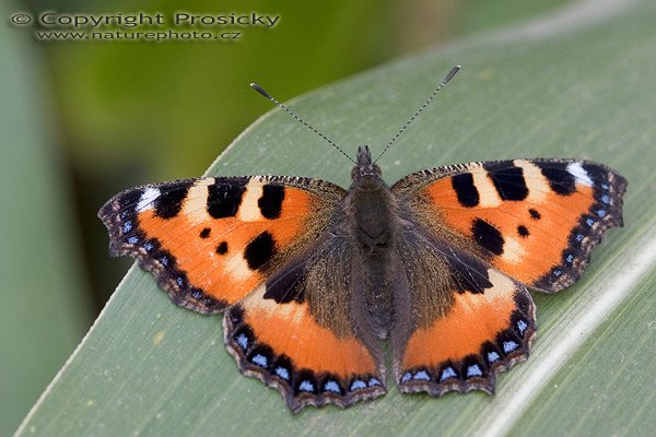 Babočka kopřivová (Aglais urticae), Babočka kopřivová (Aglais urticae), babočka pŕhĺavová, Autor: Ondřej Prosický, Model aparátu: Canon EOS 20D, Objektiv: Canon EF 100mm f/2.8 Macro USM, Ohnisková vzdálenost: 100.00 mm, fotografováno z ruky, Clona: 5.60, Doba expozice: 1/250 s, ISO: 200, Vyvážení expozice: 0.00, Blesk: Ano, Vytvořeno: 13. srpna 2005 10:03:32, u Týnce nad Sázavou