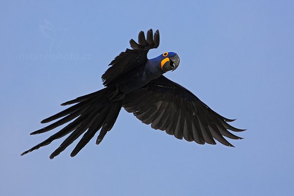 Ara hyacintový (Anodorhynchus hyacinthinus), Ara hyacintový (Anodorhynchus hyacinthinus) Hyacinth Macaw, Autor: Ondřej Prosický | NaturePhoto.cz, Model: Canon EOS 5D Mark II, Objektiv: Canon EF 500mm f/4 L IS USM, Ohnisková vzdálenost (EQ35mm): 700 mm, stativ Gitzo, Clona: 7.1, Doba expozice: 1/2000 s, ISO: 400, Kompenzace expozice: +1, Blesk: Ne, 5. září 2011 9:11:54, Barranco Alto, Pantanal (Brazílie) 