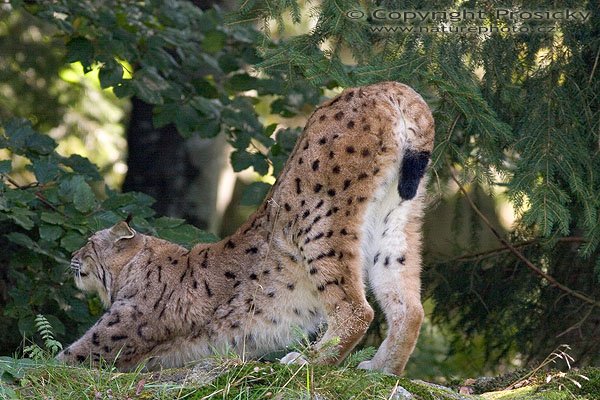 Rys ostrovid (Lynx lynx), Autor: Ondřej Prosický, Model aparátu: Canon EOS 20D, Objektiv: Canon EF 400mm f/5.6 L USM, stativ Manfrotto 190B + 141RC, Ohnisková vzdálenost: 400.00 mm, Clona: 5.60, Doba expozice: 1/200 s, ISO: 400, Vyvážení expozice: -0.67, Blesk: Ne, Vytvořeno: 25. září 2005 12:41:53, Bavorský les (Nationalpark Bayerischer Wald, Německo)