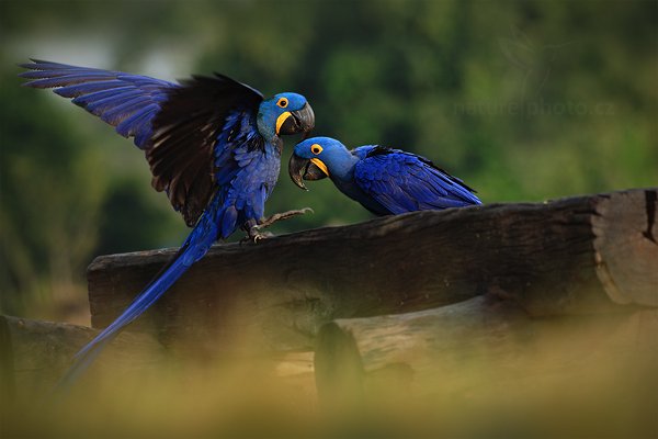 Ara hyacintový (Anodorhynchus hyacinthinus), Ara hyacintový (Anodorhynchus hyacinthinus) Hyacinth Macaw, Autor: Ondřej Prosický | NaturePhoto.cz, Model: Canon EOS 5D Mark II, Objektiv: Canon EF 500mm f/4 L IS USM, Ohnisková vzdálenost (EQ35mm): 500 mm, stativ Gitzo, Clona: 8.0, Doba expozice: 1/320 s, ISO: 800, Kompenzace expozice: -1/3, Blesk: Ne, 10. září 2011 6:56:45, Barranco Alto, Pantanal (Brazílie) 