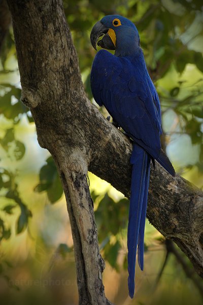 Ara hyacintový (Anodorhynchus hyacinthinus), Ara hyacintový (Anodorhynchus hyacinthinus) Hyacinth Macaw, Autor: Ondřej Prosický | NaturePhoto.cz, Model: Canon EOS-1D Mark III, Objektiv: Canon EF 500mm f/4 L IS USM, Ohnisková vzdálenost (EQ35mm): 650 mm, stativ Gitzo, Clona: 8.0, Doba expozice: 1/320 s, ISO: 800, Kompenzace expozice: -2/3, Blesk: Ne, 3. září 2011 21:32:50, Barranco Alto, Pantanal (Brazílie)