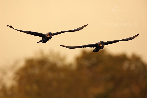 Ara hyacintový (Anodorhynchus hyacinthinus), Ara hyacintový (Anodorhynchus hyacinthinus) Hyacinth Macaw, Autor: Ondřej Prosický | NaturePhoto.cz, Model: Canon EOS 5D Mark II, Objektiv: Canon EF 500mm f/4 L IS USM, Ohnisková vzdálenost (EQ35mm): 700 mm, stativ Gitzo, Clona: 7.1, Doba expozice: 1/2000 s, ISO: 400, Kompenzace expozice: +1, Blesk: Ne, 5. září 2011 9:17:16, Barranco Alto, Pantanal (Brazílie) 