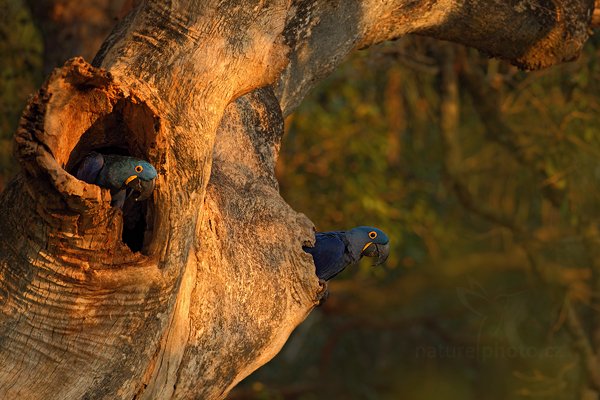 Ara hyacintový (Anodorhynchus hyacinthinus), Ara hyacintový (Anodorhynchus hyacinthinus) Hyacinth Macaw, Autor: Ondřej Prosický | NaturePhoto.cz, Model: Canon EOS 5D Mark II, Objektiv: Canon EF 500mm f/4 L IS USM, Ohnisková vzdálenost (EQ35mm): 500 mm, stativ Gitzo, Clona: 5.6, Doba expozice: 1/250 s, ISO: 320, Kompenzace expozice: -1, Blesk: Ne, 7. září 2011 6:44:17, Barranco Alto, Pantanal (Brazílie) 