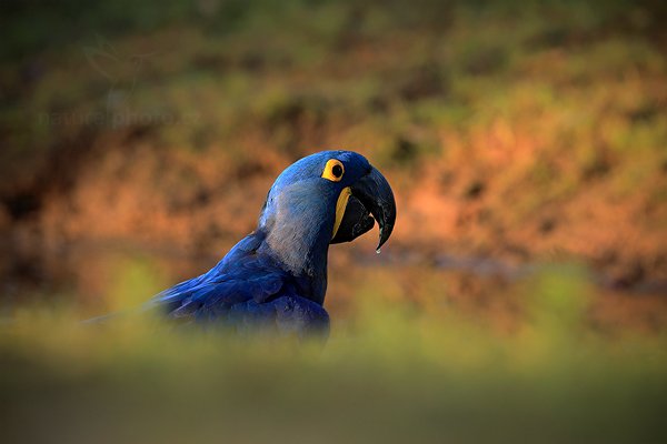 Ara hyacintový (Anodorhynchus hyacinthinus), Ara hyacintový (Anodorhynchus hyacinthinus) Hyacinth Macaw, Autor: Ondřej Prosický | NaturePhoto.cz, Model: Canon EOS 5D Mark II, Objektiv: Canon EF 500mm f/4 L IS USM, Ohnisková vzdálenost (EQ35mm): 500 mm, stativ Gitzo, Clona: 7.1, Doba expozice: 1/640 s, ISO: 500, Kompenzace expozice: -1, Blesk: Ne, 14. září 2011 6:26:32, Barranco Alto, Pantanal (Brazílie) 