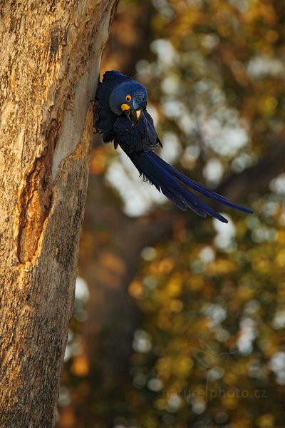 Ara hyacintový (Anodorhynchus hyacinthinus), Ara hyacintový (Anodorhynchus hyacinthinus) Hyacinth Macaw, Autor: Ondřej Prosický | NaturePhoto.cz, Model: Canon EOS 5D Mark II, Objektiv: Canon EF 500mm f/4 L IS USM, Ohnisková vzdálenost (EQ35mm): 700 mm, stativ Gitzo, Clona: 6.3, Doba expozice: 1/500 s, ISO: 400, Kompenzace expozice: -1/3, Blesk: Ne, 4. září 2011 16:24:47, Barranco Alto, Pantanal (Brazílie) 