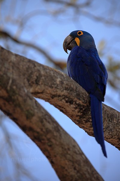 Ara hyacintový (Anodorhynchus hyacinthinus), Ara hyacintový (Anodorhynchus hyacinthinus) Hyacinth Macaw, Autor: Ondřej Prosický | NaturePhoto.cz, Model: Canon EOS 5D Mark II, Objektiv: Canon EF 500mm f/4 L IS USM, Ohnisková vzdálenost (EQ35mm): 500 mm, stativ Gitzo, Clona: 5.6, Doba expozice: 1/250 s, ISO: 400, Kompenzace expozice: +1/3, Blesk: Ano, 4. září 2011 14:58:57, Barranco Alto, Pantanal (Brazílie) 