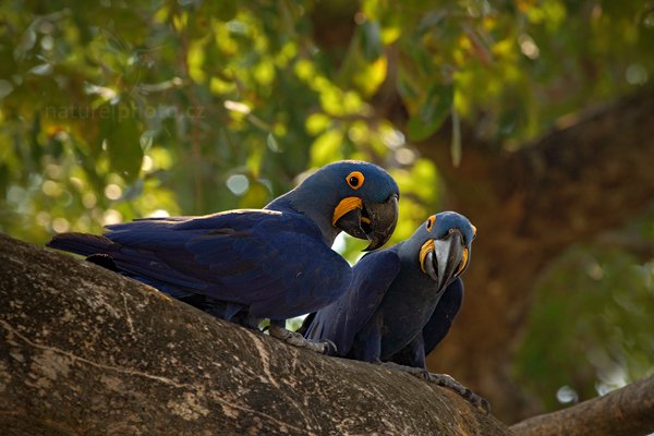 Ara hyacintový (Anodorhynchus hyacinthinus), Ara hyacintový (Anodorhynchus hyacinthinus) Hyacinth Macaw, Autor: Ondřej Prosický | NaturePhoto.cz, Model: Canon EOS 5D Mark II, Objektiv: Canon EF 500mm f/4 L IS USM, Ohnisková vzdálenost (EQ35mm): 500 mm, stativ Gitzo, Clona: 9.0, Doba expozice: 1/40 s, ISO: 500, Kompenzace expozice: -1/3, Blesk: Ano, 6. září 2011 14:19:50, Barranco Alto, Pantanal (Brazílie) 