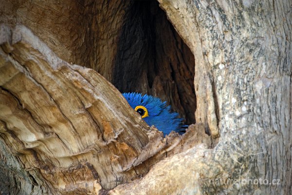 Ara hyacintový (Anodorhynchus hyacinthinus), Ara hyacintový (Anodorhynchus hyacinthinus) Hyacinth Macaw, Autor: Ondřej Prosický | NaturePhoto.cz, Model: Canon EOS-1D Mark III, Objektiv: Canon EF 500mm f/4 L IS USM, Ohnisková vzdálenost (EQ35mm): 650 mm, stativ Gitzo, Clona: 8.0, Doba expozice: 1/80 s, ISO: 800, Kompenzace expozice: -2/3, Blesk: Ne, 3. září 2011 21:25:48, Barranco Alto, Pantanal (Brazílie) 