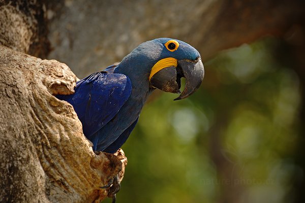 Ara hyacintový (Anodorhynchus hyacinthinus), Ara hyacintový (Anodorhynchus hyacinthinus) Hyacinth Macaw, Autor: Ondřej Prosický | NaturePhoto.cz, Model: Canon EOS 5D Mark II, Objektiv: Canon EF 500mm f/4 L IS USM, Ohnisková vzdálenost (EQ35mm): 500 mm, stativ Gitzo, Clona: 7.1, Doba expozice: 1/250 s, ISO: 250, Kompenzace expozice: -2/3, Blesk: Ano, 6. září 2011 10:42:16, Barranco Alto, Pantanal (Brazílie) 