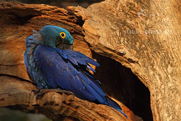 Ara hyacintový (Anodorhynchus hyacinthinus), Ara hyacintový (Anodorhynchus hyacinthinus) Hyacinth Macaw, Autor: Ondřej Prosický | NaturePhoto.cz, Model: Canon EOS 5D Mark II, Objektiv: Canon EF 500mm f/4 L IS USM, Ohnisková vzdálenost (EQ35mm): 700 mm, stativ Gitzo, Clona: 8.0, Doba expozice: 1/500 s, ISO: 500, Kompenzace expozice: -1/3, Blesk: Ne, 11. září 2011 6:47:06, Barranco Alto, Pantanal (Brazílie)