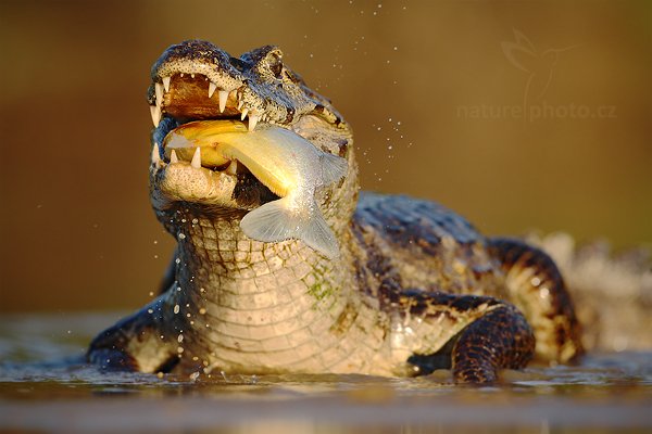 Kajman yacaré (Caiman yacare), Kajman yacaré (Caiman yacare) Yacare Caiman, Autor: Ondřej Prosický | NaturePhoto.cz, Model: Canon EOS-1D Mark III, Objektiv: Canon EF 500mm f/4 L IS USM, Ohnisková vzdálenost (EQ35mm): 650 mm, fotografováno z ruky, Clona: 5.0, Doba expozice: 1/1250 s, ISO: 400, Kompenzace expozice: -1/3, Blesk: Ne, 13. září 2011 16:49:04, Rio Negro, Pantanal (Brazílie) 