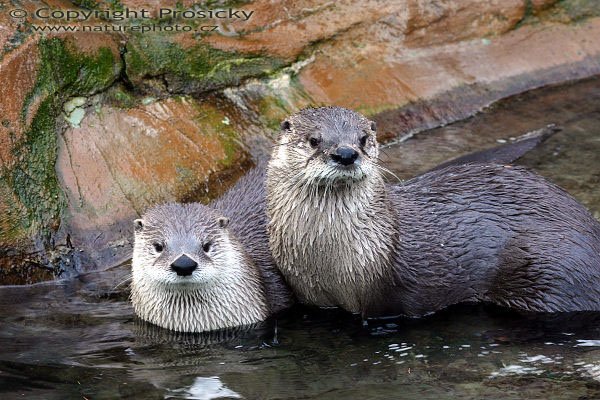 Vydra severoamerická (Lutra canadensis), Vydra severoamerická (Lutra canadensis), Canadian river otter, Nordamerikanische fischotter, Autor: Ondřej Prosický, Model aparátu: Canon EOS 300D DIGITAL, Objektiv: Canon EF 75-300mm f/4.5-5.6 IS USM, monopod Manfrotto 681 + 234RC, Ohnisková vzdálenost: 105mm (nepřepočítaná), Clona: 7.1, Doba expozice: 1/80 s, ISO: 400, Vyvážení expozice: 0.00, Blesk: Ano, Vytvořeno: 28. prosince 2003 12:30:50, ZOO Praha - Troja (ČR) 