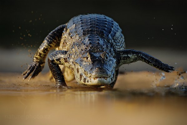 Kajman yacaré (Caiman yacare), Kajman yacaré (Caiman yacare) Yacare Caiman, Autor: Ondřej Prosický | NaturePhoto.cz, Model: Canon EOS-1D Mark III, Objektiv: Canon EF 500mm f/4 L IS USM, Ohnisková vzdálenost (EQ35mm): 650 mm, fotografováno z ruky, Clona: 6.3, Doba expozice: 1/640 s, ISO: 400, Kompenzace expozice: -1, Blesk: Ne, 13. září 2011 16:43:21, Rio Negro, Pantanal (Brazílie) 