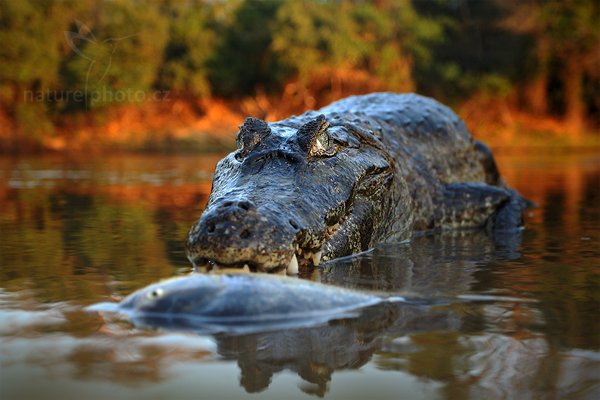 Kajman yacaré (Caiman yacare), Kajman yacaré (Caiman yacare) Yacare Caiman, Autor: Ondřej Prosický | NaturePhoto.cz, Model: Canon EOS-1D Mark III, Objektiv: Canon EF 500mm f/4 L IS USM, Ohnisková vzdálenost (EQ35mm): 52 mm, fotografováno z ruky, Clona: 4.0, Doba expozice: 1/250 s, ISO: 1250, Kompenzace expozice: -1/3, Blesk: Ne, 13. září 2011 17:19:42, Rio Negro, Pantanal (Brazílie) 