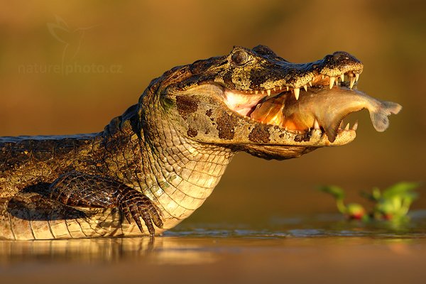 Kajman yacaré (Caiman yacare), Kajman yacaré (Caiman yacare) Yacare Caiman, Autor: Ondřej Prosický | NaturePhoto.cz, Model: Canon EOS-1D Mark III, Objektiv: Canon EF 500mm f/4 L IS USM, Ohnisková vzdálenost (EQ35mm): 650 mm, fotografováno z ruky, Clona: 7.1, Doba expozice: 1/2500 s, ISO: 800, Kompenzace expozice: -2/3, Blesk: Ne, 12. září 2011 16:58:17, Rio Negro, Pantanal (Brazílie) 