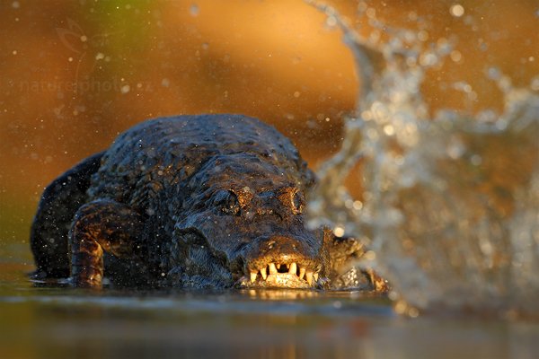 Kajman yacaré (Caiman yacare), Kajman yacaré (Caiman yacare) Yacare Caiman, Autor: Ondřej Prosický | NaturePhoto.cz, Model: Canon EOS-1D Mark III, Objektiv: Canon EF 500mm f/4 L IS USM, Ohnisková vzdálenost (EQ35mm): 650 mm, fotografováno z ruky, Clona: 7.1, Doba expozice: 1/2000 s, ISO: 800, Kompenzace expozice: -1 1/3, Blesk: Ne, 12. září 2011 16:57:04, Rio Negro, Pantanal (Brazílie) 