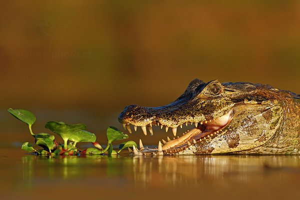 Kajman yacaré (Caiman yacare), Kajman yacaré (Caiman yacare) Yacare Caiman, Autor: Ondřej Prosický | NaturePhoto.cz, Model: Canon EOS-1D Mark III, Objektiv: Canon EF 500mm f/4 L IS USM, Ohnisková vzdálenost (EQ35mm): 650 mm, fotografováno z ruky, Clona: 7.1, Doba expozice: 1/1600 s, ISO: 800, Kompenzace expozice: -2/3, Blesk: Ne, 12. září 2011 16:55:44, Rio Negro, Pantanal (Brazílie) 