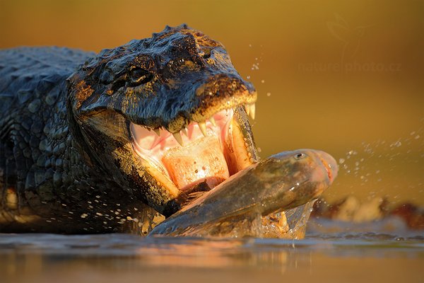 Kajman yacaré (Caiman yacare), Kajman yacaré (Caiman yacare) Yacare Caiman, Autor: Ondřej Prosický | NaturePhoto.cz, Model: Canon EOS-1D Mark III, Objektiv: Canon EF 500mm f/4 L IS USM, Ohnisková vzdálenost (EQ35mm): 650 mm, fotografováno z ruky, Clona: 7.1, Doba expozice: 1/1000 s, ISO: 800, Kompenzace expozice: -2/3, Blesk: Ne, 12. září 2011 16:58:09, Rio Negro, Pantanal (Brazílie) 