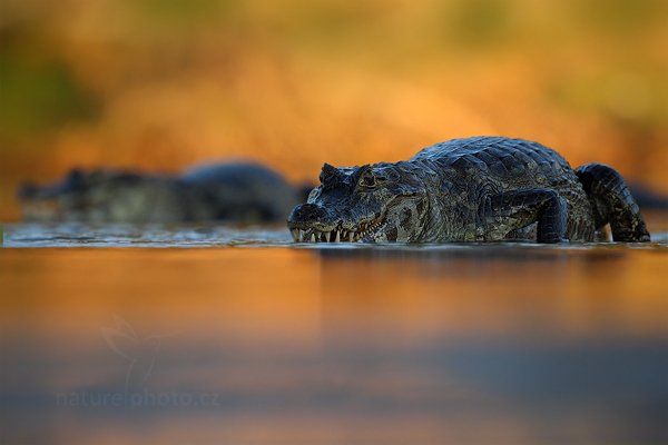 Kajman yacaré (Caiman yacare), Kajman yacaré (Caiman yacare) Yacare Caiman, Autor: Ondřej Prosický | NaturePhoto.cz, Model: Canon EOS-1D Mark III, Objektiv: Canon EF 500mm f/4 L IS USM, Ohnisková vzdálenost (EQ35mm): 650 mm, fotografováno z ruky, Clona: 6.3, Doba expozice: 1/1250 s, ISO: 1600, Kompenzace expozice: -1/3, Blesk: Ne, 12. září 2011 17:15:46, Rio Negro, Pantanal (Brazílie) 