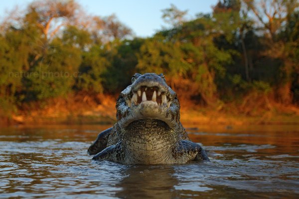 Kajman yacaré (Caiman yacare), Kajman yacaré (Caiman yacare) Yacare Caiman, Autor: Ondřej Prosický | NaturePhoto.cz, Model: Canon EOS-1D Mark III, Objektiv: Canon EF 17-40mm f/4 L USM, Ohnisková vzdálenost (EQ35mm): 49 mm, fotografováno z ruky, Clona: 4.0, Doba expozice: 1/320 s, ISO: 1250, Kompenzace expozice: -1/3, Blesk: Ne, 13. září 2011 17:18:59, Rio Negro, Pantanal (Brazílie) 