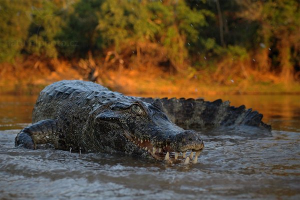 Kajman yacaré (Caiman yacare), Kajman yacaré (Caiman yacare) Yacare Caiman, Autor: Ondřej Prosický | NaturePhoto.cz, Model: Canon EOS-1D Mark III, Objektiv: Canon EF 17-40mm f/4 L USM, Ohnisková vzdálenost (EQ35mm): 51 mm, fotografováno z ruky, Clona: 4.0, Doba expozice: 1/250 s, ISO: 1250, Kompenzace expozice: -1/3, Blesk: Ne, 13. září 2011 17:18:48, Rio Negro, Pantanal (Brazílie) 