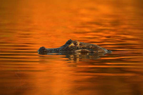 Kajman yacaré (Caiman yacare), Kajman yacaré (Caiman yacare) Yacare Caiman, Autor: Ondřej Prosický | NaturePhoto.cz, Model: Canon EOS-1D Mark III, Objektiv: Canon EF 500mm f/4 L IS USM, Ohnisková vzdálenost (EQ35mm): 650 mm, fotografováno z ruky, Clona: 6.3, Doba expozice: 1/160 s, ISO: 400, Kompenzace expozice: 0, Blesk: Ne, 13. září 2011 17:03:27, Rio Negro, Pantanal (Brazílie) 