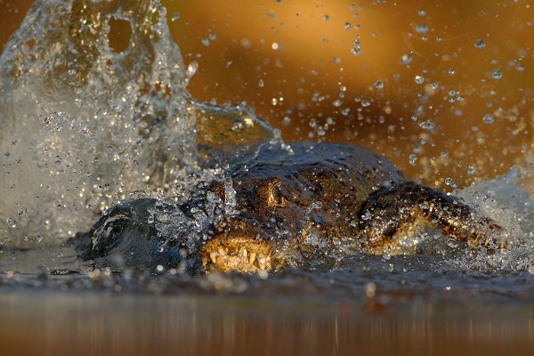 Kajman yacaré (Caiman yacare), Kajman yacaré (Caiman yacare) Yacare Caiman, Autor: Ondřej Prosický | NaturePhoto.cz, Model: Canon EOS-1D Mark III, Objektiv: Canon EF 500mm f/4 L IS USM, Ohnisková vzdálenost (EQ35mm): 650 mm, fotografováno z ruky, Clona: 7.1, Doba expozice: 1/4000 s, ISO: 800, Kompenzace expozice: -1 1/3, Blesk: Ne, 12. září 2011 16:57:04, Rio Negro, Pantanal (Brazílie) 