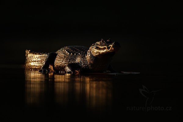 Kajman yacaré (Caiman yacare), Kajman yacaré (Caiman yacare) Yacare Caiman, Autor: Ondřej Prosický | NaturePhoto.cz, Model: Canon EOS-1D Mark III, Objektiv: Canon EF 500mm f/4 L IS USM, Ohnisková vzdálenost (EQ35mm): 650 mm, fotografováno z ruky, Clona: 5.0, Doba expozice: 1/3200 s, ISO: 800, Kompenzace expozice: -1 1/3, Blesk: Ne, 13. září 2011 6:49:43, Rio Negro, Pantanal (Brazílie) 