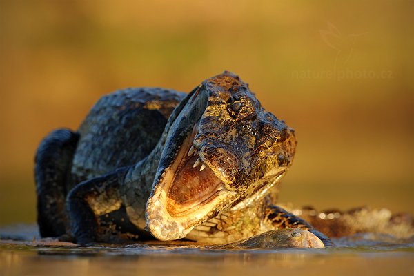 Kajman yacaré (Caiman yacare), Kajman yacaré (Caiman yacare) Yacare Caiman, Autor: Ondřej Prosický | NaturePhoto.cz, Model: Canon EOS-1D Mark III, Objektiv: Canon EF 500mm f/4 L IS USM, Ohnisková vzdálenost (EQ35mm): 650 mm, fotografováno z ruky, Clona: 7.1, Doba expozice: 1/1250 s, ISO: 800, Kompenzace expozice: -2/3, Blesk: Ne, 12. září 2011 16:58:08, Rio Negro, Pantanal (Brazílie) 