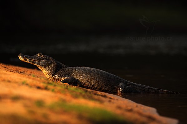 Kajman yacaré (Caiman yacare), Kajman yacaré (Caiman yacare) Yacare Caiman, Autor: Ondřej Prosický | NaturePhoto.cz, Model: Canon EOS 5D Mark II, Objektiv: Canon EF 500mm f/4 L IS USM, Ohnisková vzdálenost (EQ35mm): 500 mm, fotografováno z ruky, Clona: 5.6, Doba expozice: 1/1250 s, ISO: 400, Kompenzace expozice: -1 1/3, Blesk: Ne, 4. září 2011 7:22:00, Rio Negro, Pantanal (Brazílie) 