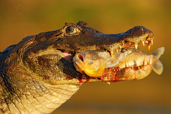 Kajman yacaré (Caiman yacare), Kajman yacaré (Caiman yacare) Yacare Caiman, Autor: Ondřej Prosický | NaturePhoto.cz, Model: Canon EOS-1D Mark III, Objektiv: Canon EF 500mm f/4 L IS USM, Ohnisková vzdálenost (EQ35mm): 650 mm, fotografováno z ruky, Clona: 7.1, Doba expozice: 1/2000 s, ISO: 800, Kompenzace expozice: -2/3, Blesk: Ne, 12. září 2011 16:58:52, Rio Negro, Pantanal (Brazílie) 