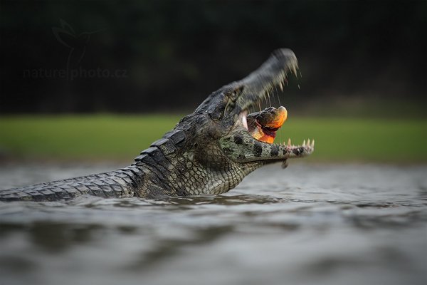 Kajman yacaré (Caiman yacare), Kajman yacaré (Caiman yacare) Yacare Caiman, Autor: Ondřej Prosický | NaturePhoto.cz, Model: Canon EOS-1D Mark III, Objektiv: Canon EF 500mm f/4 L IS USM, Ohnisková vzdálenost (EQ35mm): 260 mm, fotografováno z ruky, Clona: 5.6, Doba expozice: 1/125 s, ISO: 1600, Kompenzace expozice: -1/3, Blesk: Ne, 8. září 2011 17:08:31, Rio Negro, Pantanal (Brazílie) 