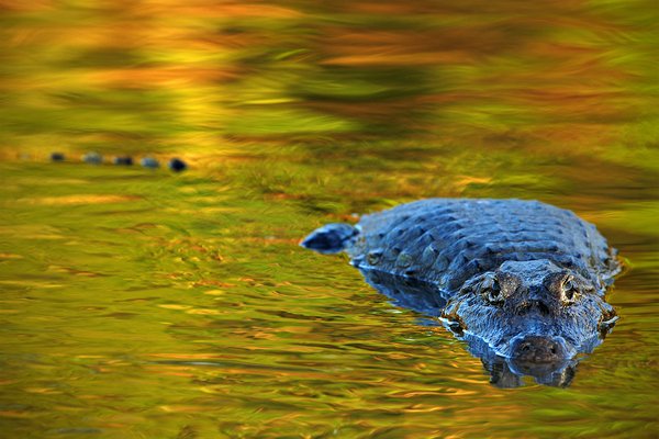 Kajman yacaré (Caiman yacare), Kajman yacaré (Caiman yacare) Yacare Caiman, Autor: Ondřej Prosický | NaturePhoto.cz, Model: Canon EOS-1D Mark III, Objektiv: Canon EF 500mm f/4 L IS USM, Ohnisková vzdálenost (EQ35mm): 650 mm, fotografováno z ruky, Clona: 6.3, Doba expozice: 1/200 s, ISO: 400, Kompenzace expozice: -1/3, Blesk: Ne, 13. září 2011 17:03:52, Rio Negro, Pantanal (Brazílie) 