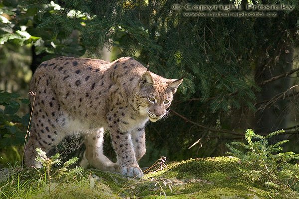 Rys ostrovid (Lynx lynx), Autor: Ondřej Prosický, Model aparátu: Canon EOS 20D, Objektiv: Canon EF 400mm f/5.6 L USM, stativ Manfrotto 190B + 141RC, Ohnisková vzdálenost: 400.00 mm, Clona: 5.60, Doba expozice: 1/200 s, ISO: 400, Vyvážení expozice: -0.67, Blesk: Ne, Vytvořeno: 25. září 2005 13:36:03, Bavorský les (Nationalpark Bayerischer Wald, Německo)