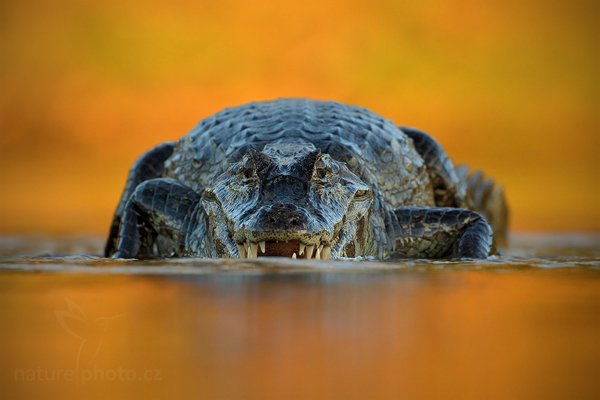 Kajman yacaré (Caiman yacare), Kajman yacaré (Caiman yacare) Yacare Caiman, Autor: Ondřej Prosický | NaturePhoto.cz, Model: Canon EOS-1D Mark III, Objektiv: Canon EF 500mm f/4 L IS USM, Ohnisková vzdálenost (EQ35mm): 650 mm, fotografováno z ruky, Clona: 6.3, Doba expozice: 1/640 s, ISO: 1600, Kompenzace expozice: 0, Blesk: Ne, 12. září 2011 17:16:40, Rio Negro, Pantanal (Brazílie) 