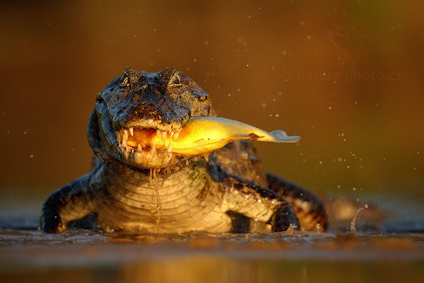 Kajman yacaré (Caiman yacare), Kajman yacaré (Caiman yacare) Yacare Caiman, Autor: Ondřej Prosický | NaturePhoto.cz, Model: Canon EOS-1D Mark III, Objektiv: Canon EF 500mm f/4 L IS USM, Ohnisková vzdálenost (EQ35mm): 650 mm, fotografováno z ruky, Clona: 5.0, Doba expozice: 1/1600 s, ISO: 400, Kompenzace expozice: -1/3, Blesk: Ne, 13. září 2011 16:49:02, Rio Negro, Pantanal (Brazílie) 