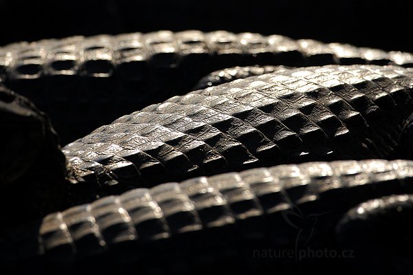 Kajman yacaré (Caiman yacare), Kajman yacaré (Caiman yacare) Yacare Caiman, Autor: Ondřej Prosický | NaturePhoto.cz, Model: Canon EOS-1D Mark III, Objektiv: Canon EF 500mm f/4 L IS USM, Ohnisková vzdálenost (EQ35mm): 650 mm, fotografováno z ruky, Clona: 5.6, Doba expozice: 1/8000 s, ISO: 500, Kompenzace expozice: -2/3, Blesk: Ne, 2. září 2011 14:40:40, Rio Negro, Pantanal (Brazílie) 