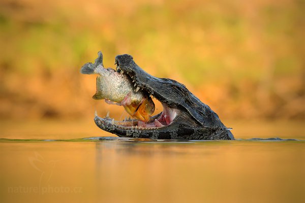 Kajman yacaré (Caiman yacare), Kajman yacaré (Caiman yacare) Yacare Caiman, Autor: Ondřej Prosický | NaturePhoto.cz, Model: Canon EOS-1D Mark III, Objektiv: Canon EF 500mm f/4 L IS USM, Ohnisková vzdálenost (EQ35mm): 650 mm, fotografováno z ruky, Clona: 10, Doba expozice: 1/400 s, ISO: 1600, Kompenzace expozice: +1/3, Blesk: Ne, 12. září 2011 17:07:57, Rio Negro, Pantanal (Brazílie) 