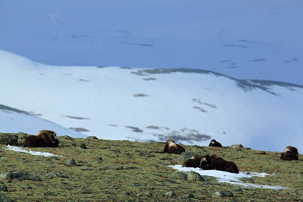 Pižmoň severní (Ovibos moschatus), Pižmoň severní (Ovibos moschatus) Musk Ox, Autor: Ondřej Prosický | NaturePhoto.cz, Model: Canon EOS 5D Mark III, Objektiv: Canon EF 400mm f/2.8 L IS II USM, stativ Gitzo, Clona: 9.0, Doba expozice: 1/1250 s, ISO: 400, Kompenzace expozice: +1/3, Blesk: Ne, 27. března 2012 9:19:02, Dovrefjell–Sunndalsfjella National Park (Norsko) 