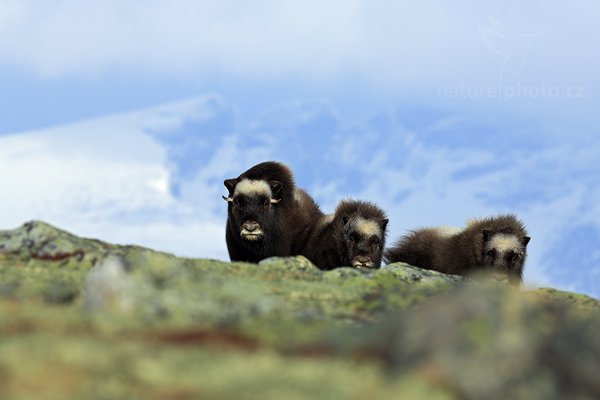 Pižmoň severní (Ovibos moschatus), Pižmoň severní (Ovibos moschatus) Musk Ox, Autor: Ondřej Prosický | NaturePhoto.cz, Model: Canon EOS 5D Mark III, Objektiv: Canon EF 400mm f/2.8 L IS II USM, stativ Gitzo, Clona: 8.0, Doba expozice: 1/1250 s, ISO: 200, Kompenzace expozice: +1/3, Blesk: Ne, 27. března 2012 9:36:33, Dovrefjell–Sunndalsfjella National Park (Norsko) 