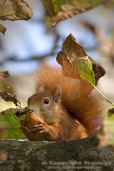 Veverka obecná (Sciurus vulgaris), Autor: Ondřej Prosický, Model aparátu: Canon EOS 20D, Objektiv: Canon EF 400mm f/5.6 L USM, fotografováno z ruky, Ohnisková vzdálenost: 400.00 mm, Clona: 5.60, Doba expozice: 1/400 s, ISO: 400, Vyvážení expozice: 0.00, Blesk: Ne, Vytvořeno: 1. října 2005 14:03:20, u restaurace La Romantica, Mladá Boleslav (ČR)