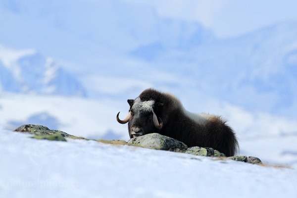 Pižmoň severní (Ovibos moschatus), Pižmoň severní (Ovibos moschatus) Musk Ox, Autor: Ondřej Prosický | NaturePhoto.cz, Model: Canon EOS 5D Mark III, Objektiv: Canon EF 400mm f/2.8 L IS II USM, stativ Gitzo, Clona: 5.6, Doba expozice: 1/1000 s, ISO: 100, Kompenzace expozice: +1/3, Blesk: Ne, 27. března 2012 13:32:57, Dovrefjell–Sunndalsfjella National Park (Norsko) 