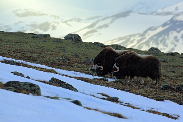 Pižmoň severní (Ovibos moschatus), Pižmoň severní (Ovibos moschatus) Musk Ox, Autor: Ondřej Prosický | NaturePhoto.cz, Model: Canon EOS 5D Mark III, Objektiv: Canon EF 400mm f/2.8 L IS II USM, stativ Gitzo, Clona: 6.3, Doba expozice: 1/250 s, ISO: 200, Kompenzace expozice: -1/3, Blesk: Ne, 27. března 2012 17:44:40, Dovrefjell–Sunndalsfjella National Park (Norsko) 