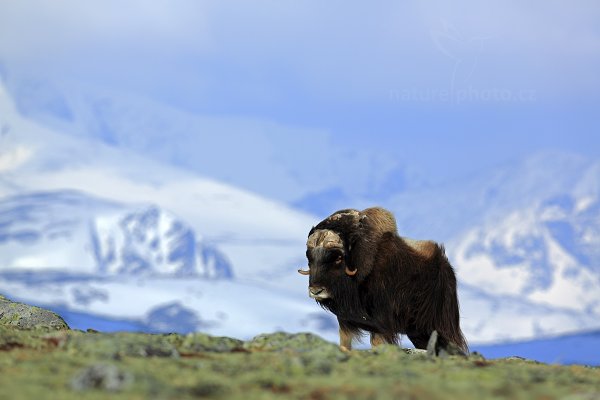 Pižmoň severní (Ovibos moschatus), Pižmoň severní (Ovibos moschatus) Musk Ox, Autor: Ondřej Prosický | NaturePhoto.cz, Model: Canon EOS 5D Mark III, Objektiv: Canon EF 400mm f/2.8 L IS II USM, stativ Gitzo, Clona: 5.6, Doba expozice: 1/1000 s, ISO: 100, Kompenzace expozice: -1/3, Blesk: Ne, 27. března 2012 10:10:45, Dovrefjell–Sunndalsfjella National Park (Norsko) 