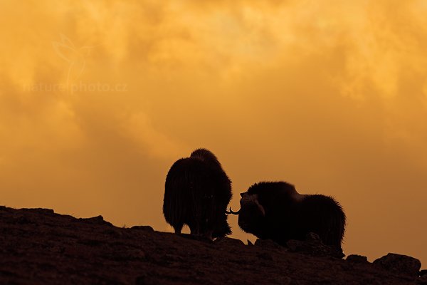 Pižmoň severní (Ovibos moschatus), Pižmoň severní (Ovibos moschatus) Musk Ox, Autor: Ondřej Prosický | NaturePhoto.cz, Model: Canon EOS 5D Mark III, Objektiv: Canon EF 400mm f/2.8 L IS II USM, stativ Gitzo, Clona: 8.0, Doba expozice: 1/800 s, ISO: 200, Kompenzace expozice: -2/3, Blesk: Ne, 27. března 2012 17:58:29, Dovrefjell–Sunndalsfjella National Park (Norsko) 