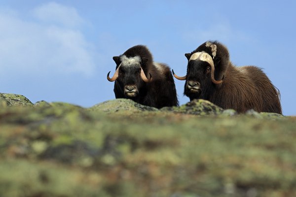 Pižmoň severní (Ovibos moschatus), Pižmoň severní (Ovibos moschatus) Musk Ox, Autor: Ondřej Prosický | NaturePhoto.cz, Model: Canon EOS 5D Mark III, Objektiv: Canon EF 400mm f/2.8 L IS II USM, stativ Gitzo, Clona: 13, Doba expozice: 1/640 s, ISO: 400, Kompenzace expozice: +1/3, Blesk: Ne, 27. března 2012 9:34:47, Dovrefjell–Sunndalsfjella National Park (Norsko) 