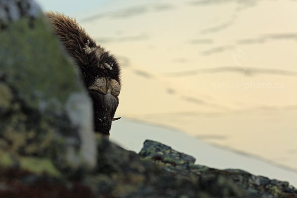 Pižmoň severní (Ovibos moschatus), Pižmoň severní (Ovibos moschatus) Musk Ox, Autor: Ondřej Prosický | NaturePhoto.cz, Model: Canon EOS 5D Mark III, Objektiv: Canon EF 400mm f/2.8 L IS II USM, stativ Gitzo, Clona: 8.0, Doba expozice: 1/160 s, ISO: 200, Kompenzace expozice: -2/3, Blesk: Ne, 27. března 2012 18:08:05, Dovrefjell–Sunndalsfjella National Park (Norsko) 